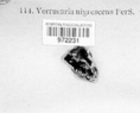 Image of Verrucaria nigrescens